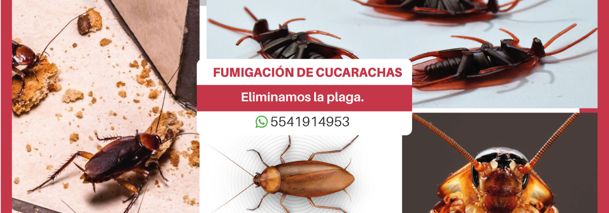 Control de Plaga - Fumigacion de Cucarachas, la Plaga de cucarachas, Fumigar cucarachas, Entregamos Constancia y Garantizamos el Trabajo